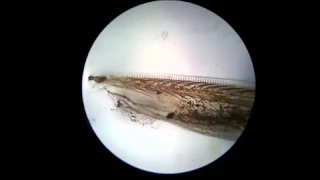 Anfioxo - Microscopia (Amphioxus - Microscopy)