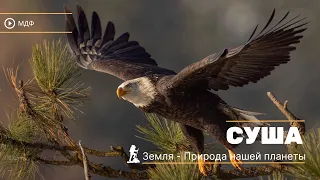 Суша | Земля - Природа нашей планеты | Discovery | Докуметальный фильм 2023