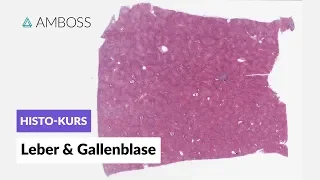 Histologie Leber und Gallenblase - Mikroskopische Anatomie - AMBOSS Video