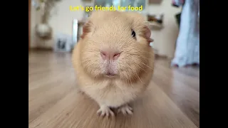 Guinea pig Cheesecake looking for food, cute and funny)))