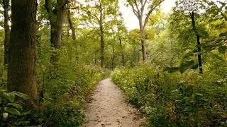 DuPage Forest Behind the Scenes: Controlling Invasive Plant Species