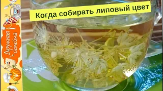 Липовый чай от простуды/Когда собирать липовый цвет