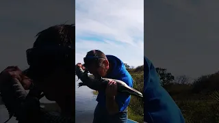 Alligator JUMPS In Our Motor Boat! 🐊  #florida #gator #motorboat #shortsyoutube