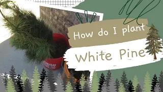 #88 How To Planting White Pine Trees Part 1