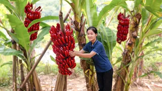 Harvesting RUBY BANANA and sell | Ella Daily Life