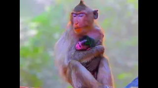 Welcome 2024!!! Adorable Newborn Monkey's Playful Journey: An Unforgettable Bond