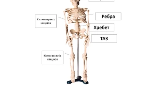 Скелет людини