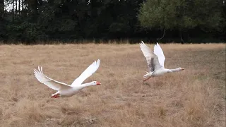 White domestic geese flying