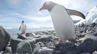 Cheeky Penguin Tries To Steal Camera