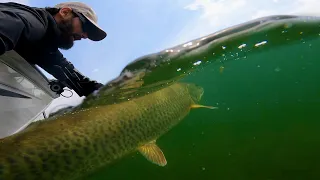 ONCE IN A LIFETIME MUSKY CATCH! *Never Seen Before on Camera*