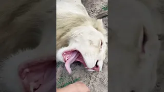 HUGE White Lion Teeth! WOW