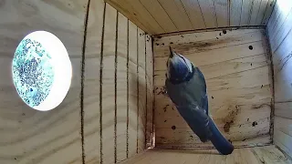 Visite du nid par les mésanges bleues