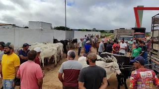 feira de gado do Posto Alto da Serra-Pe 21/4/24 #nordeste #agro #arroba  #nelore #sindi #guzerá