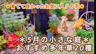 【育てて良かった*多年草20種*】種まき1年草開花6種/セラスチゥムの株分け/斑入りポーチェリカ/雨の庭/ムスカリのお手入れ/