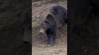 Grizzly Attack. Playing dead could get you killed.