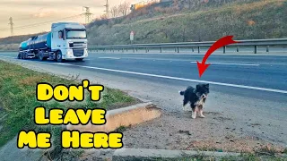 Puppies Abandoned On Busy Road Get Rescued Just In Time