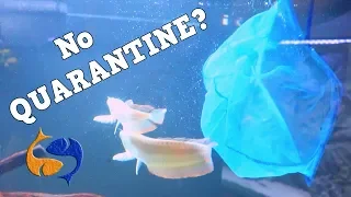 I didn't QUARANTINE and here's what happened, adding new fish in my aquarium
