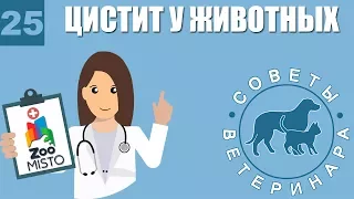 Цистит у домашних животных | Как лечить Цистит | Симптомы и профилактика цистита | Советы Ветеринара