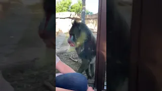 Mandrill at Phoenix Zoo flirts with me.