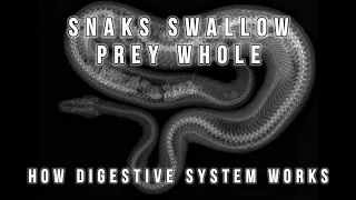 How Snake digestion power works | YAA! | EN