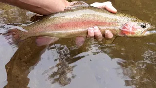 Paint Creek Tn rainbow trout