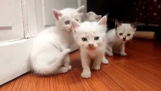 These cute kitten who is looking for his mother, Indonesian village cat , kittens cute meow meowing