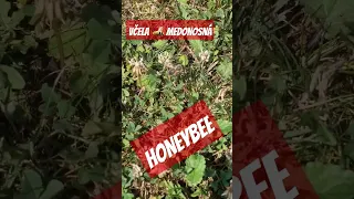 Honeybee - Včela 🐝