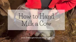 How to Hand-milk a Jersey Cow