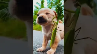 Яростный бой щенка и богомола! Кто кого?🐶🦗