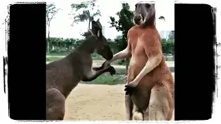 ПРИКОЛЫ С ЖИВОТНЫМИ подборка | FUN WITH ANIMALS compilation #462