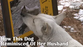 What The Dog Started Doing After Her Husband Passed Away l Kritter Klub