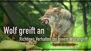 Verhalten bei Nahbegegnungen mit Wolf  - Expertin klärt auf -