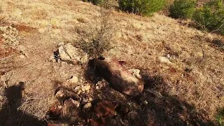 Okay Şahin Yaban Domuzu Avı / Wild Boar Hunting