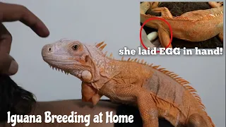 Breeding IGUANAs at Home? Tips & REALITY @NihalPets