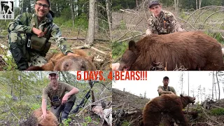 2022 IDAHO BEAR HUNT| 4 BEARS IN 5 DAYS| 4K KILL SHOT