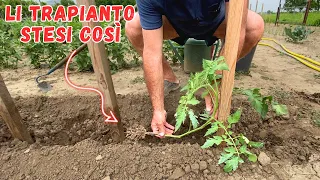 TRAPIANTARE i POMODORI: la TECNICA della piantina STESA!