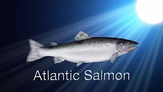 Species in the Spotlight: Atlantic Salmon