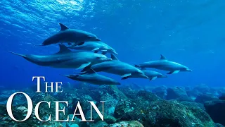 The Ocean 4K - Scenic Wildlife Film With Meditation Music, Relaxing Oceanscapes