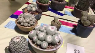 LA Cactus Show August 11, 2018 2