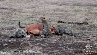 Cheetah Mum Teaches Babies to Hunt Impala