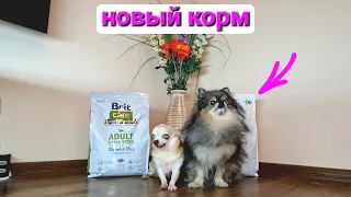 Новый корм для собак