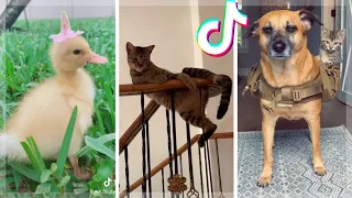 Funny Pets Compilation ~ Cute Animals of TikTok Compilation