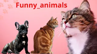 Funniest Cats And Dogs 🐱🐶 Funny Animal Videos #58