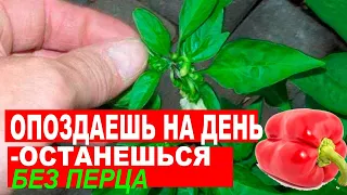 В 2 РАЗА БОЛЬШЕ УРОЖАЯ ПЕРЦА! КОРОННЫЙ ЦВЕТОК НА ПЕРЦЕ. ЧТО ЭТО? УДАЛЯТЬ ИЛИ НЕТ?