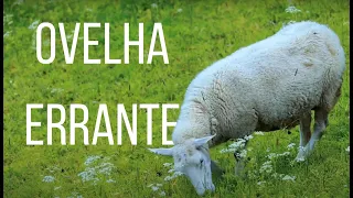 REGINA MOTA - LYRIC VIDEO - OVELHA ERRANTE