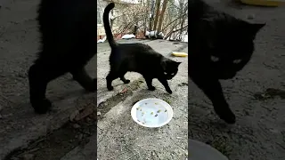 Красивая черная кошка Багира.Beautiful black cat Bagheera.