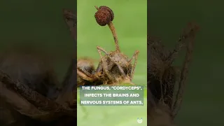 Terrifying Zombie Fungus Is a REAL Thing | Unveiled