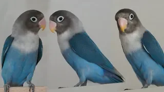 Dişi Cennet papağanı Sesi | Lovebird Singing