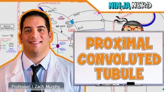 Renal | Proximal Convoluted Tubule