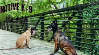 Belgian Malinois Puppy | Brady 4.5 months old